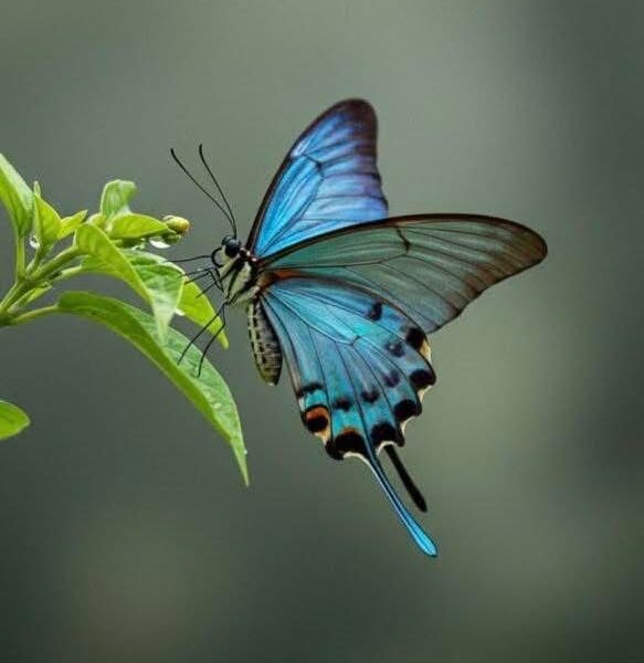 முருகு கவிதைகள் – மொழியே வழி  