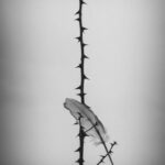 அசையும் சொல்